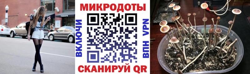 Псилоцибиновые грибы Psilocybe  где найти наркотики  Горячий Ключ 